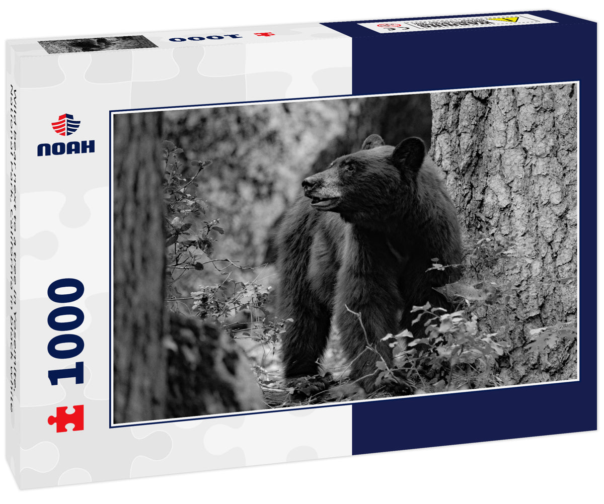 Wild bear next to a tree in Yosemite, National Park, California in black white