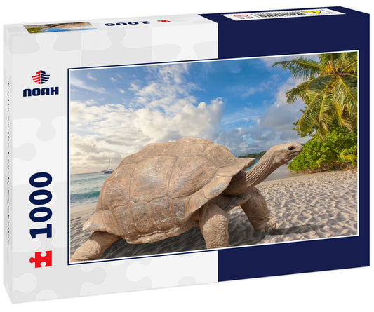 Turtle on the beach, Seychelles