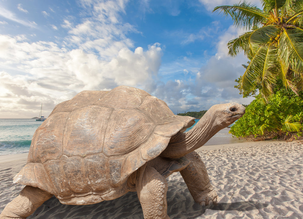 Turtle on the beach, Seychelles