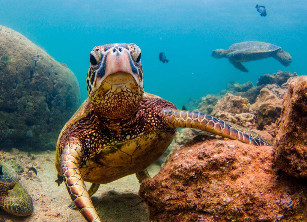 Hawaiian sea turtle