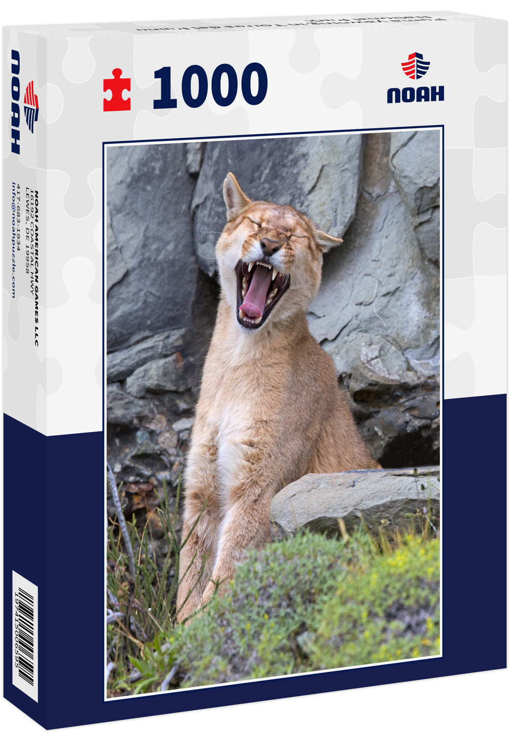 Puma yawning in Torres del Paine National Park