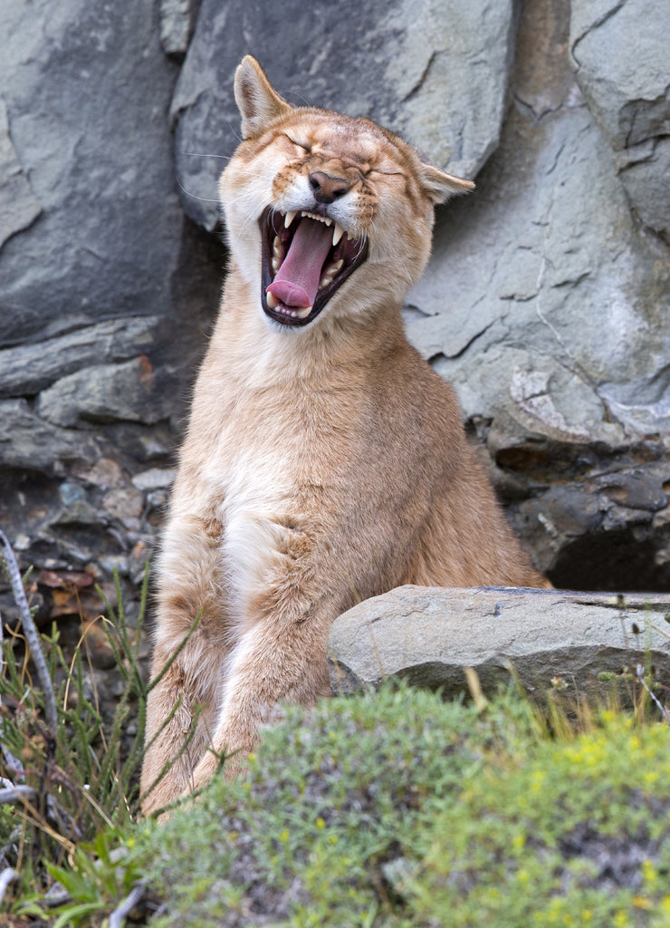 Puma yawning in Torres del Paine National Park