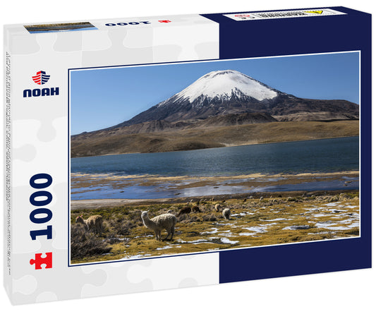 Lama (Lama glama) in front of Parinacota volcano, altitude 6348 m, Lake Chungar, Lauca National Park, Putre, Parinacota, Arica and Parinacota region, Chile, South America