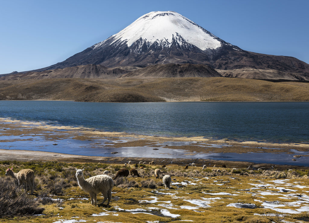 Lama (Lama glama) in front of Parinacota volcano, altitude 6348 m, Lake Chungar, Lauca National Park, Putre, Parinacota, Arica and Parinacota region, Chile, South America