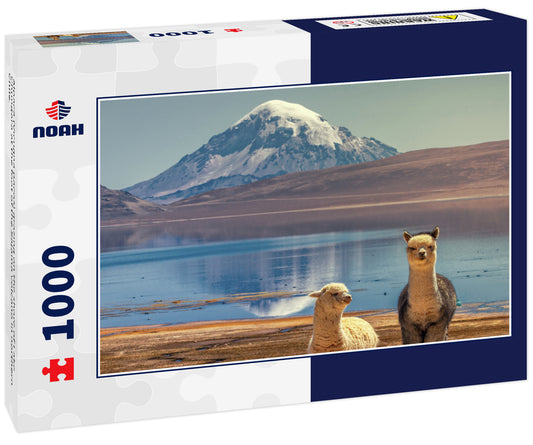 Alpaca (Vicugna pacos) grazing on the shore of Lake Chungara at the foot of the Sajama volcano in northern Chile.