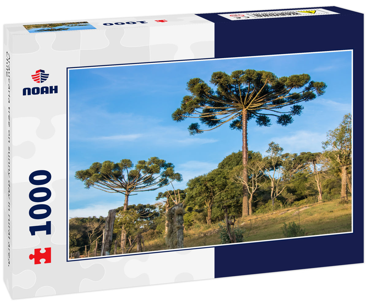 Araucaria tree on sunny day in rural area, Chile