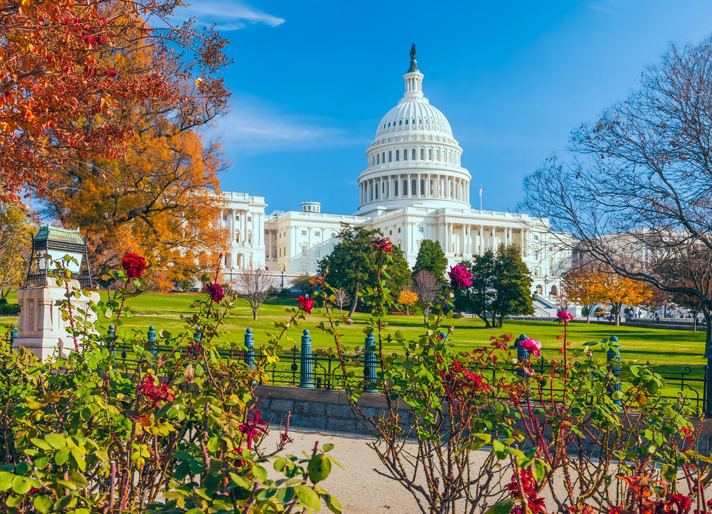 US Capitol building framed by roses and trees.Washington DC, USA