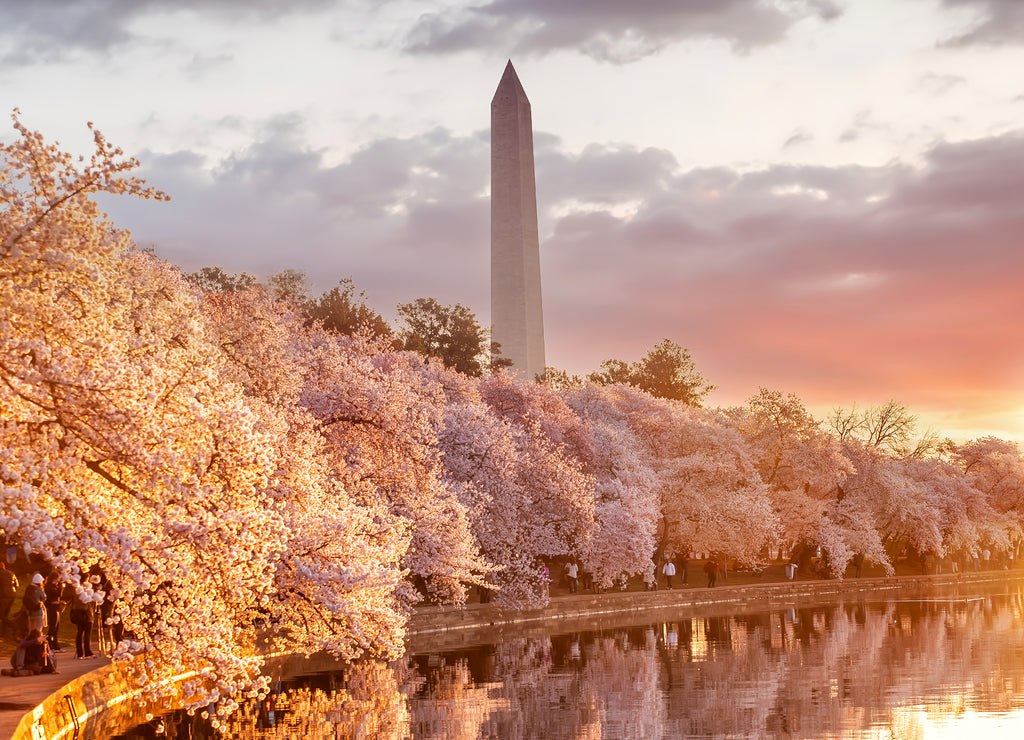 Washington Monument during the Cherry Blossom Festival. Washington, D.C.