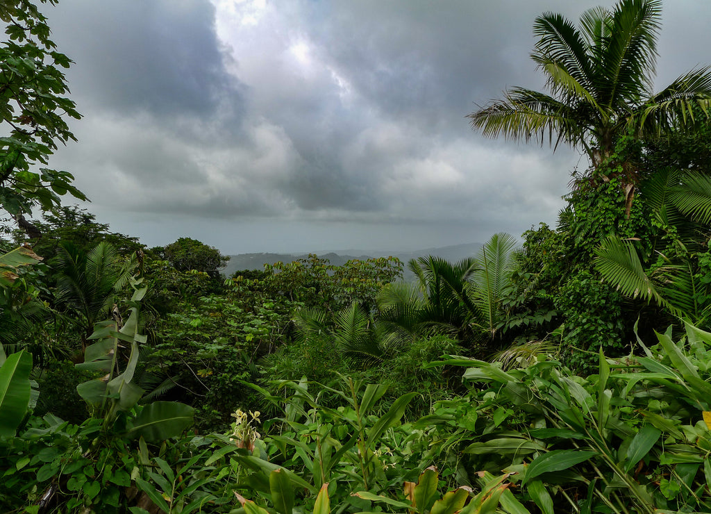 The Dense wet forest of El Yunque Rain forest in Puerto Rico