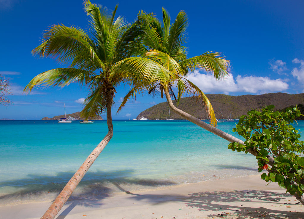 Palm trees on Maho Bay Beach on the Caribbean Island of St John in the US Virgin Islands