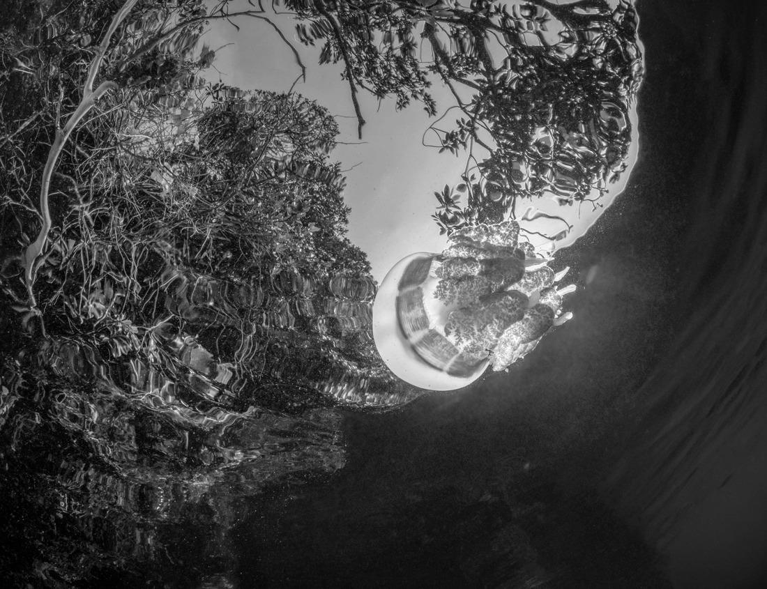 Noah Jigsaw Puzzle Medieval Broultowers - the well-known landmark of the city of Kortrijk, Belgium in black white 1000 pieces