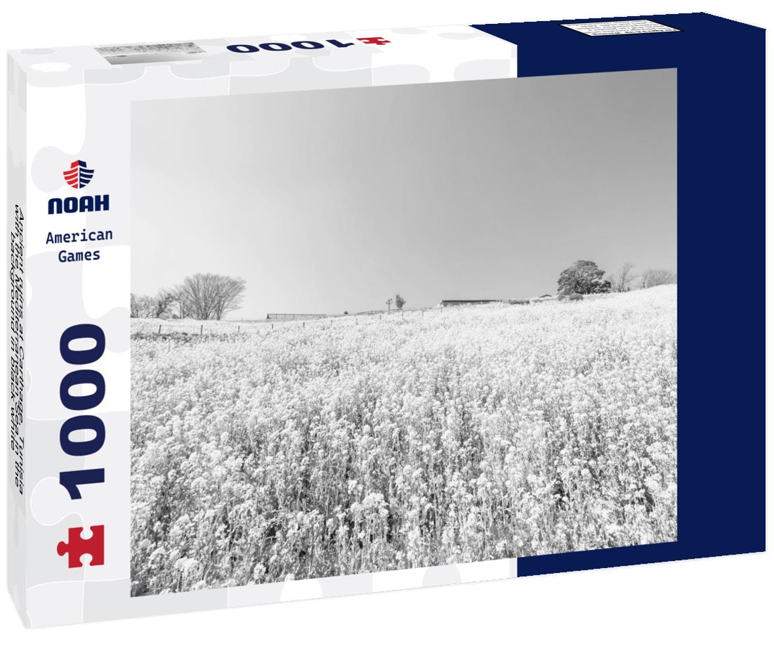 Noah Jigsaw Puzzle Ancient ruins at Carthage, Tunisia with the Mediterranean Sea in the background in black white 1000 pieces