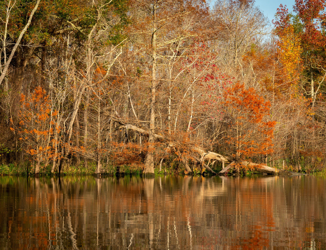 Noah Jigsaw Puzzle A fallen tree against the backdrop of fall colors in the Big Thicket National Preserve near Beaumont, Texas 1000 pieces