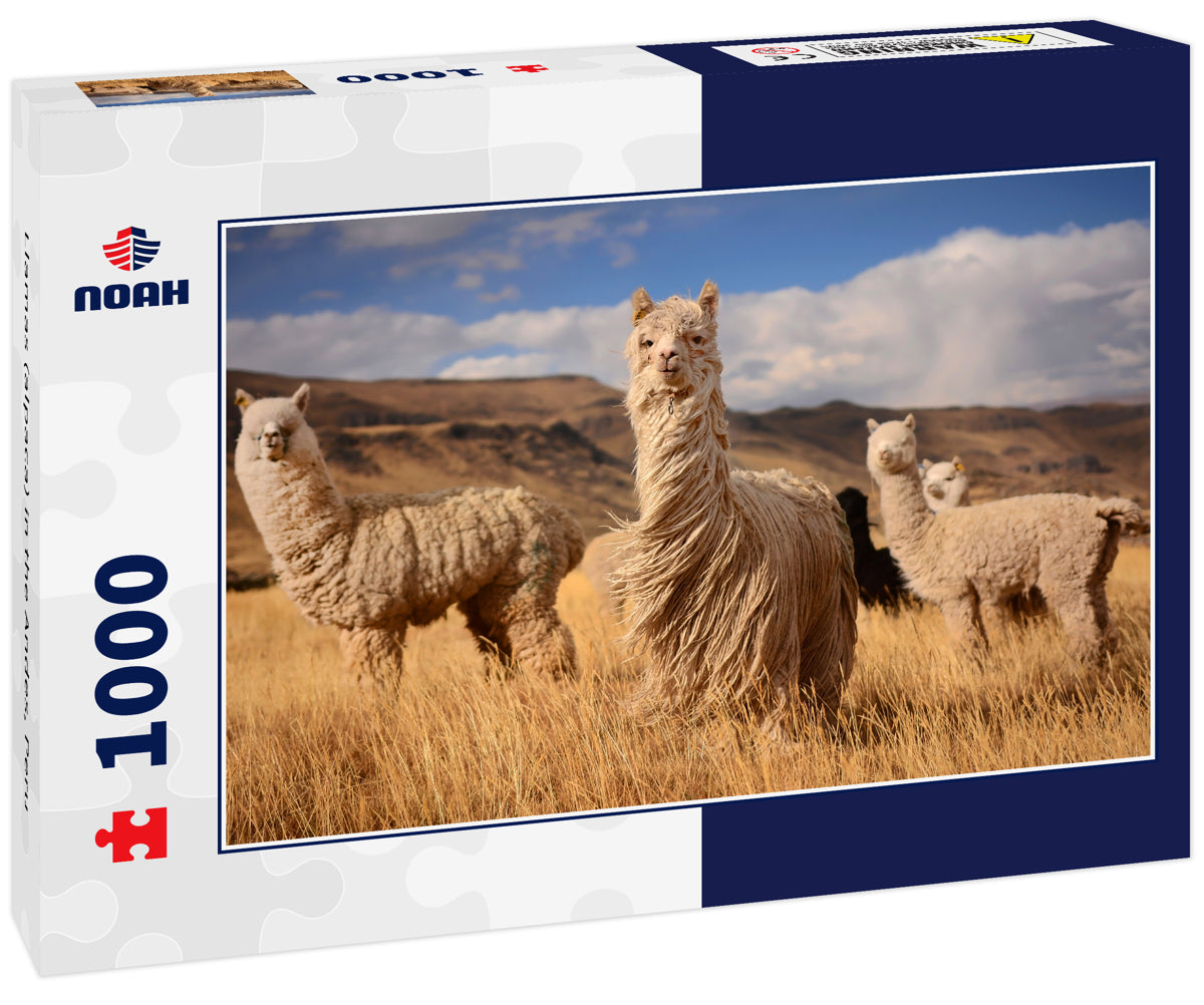 Llamas (alpaca) in the Andes, Peru