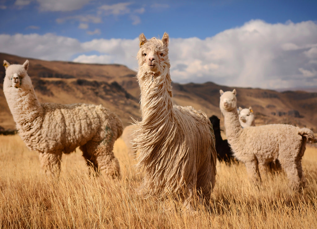 Llamas (alpaca) in the Andes, Peru