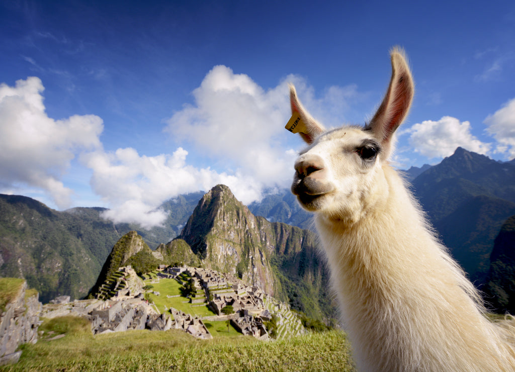 Llama in Machu Picchu, Peru