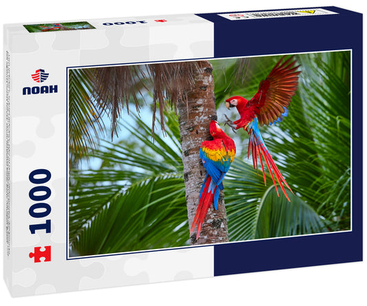 Two macaws, scarlet macaws, pair of large, red-colored, Amazonian parrots near nesting site on a palm tree, outstretched wings, long red tail against moist forest. Manu National Park, Peru, Amazon Basin.