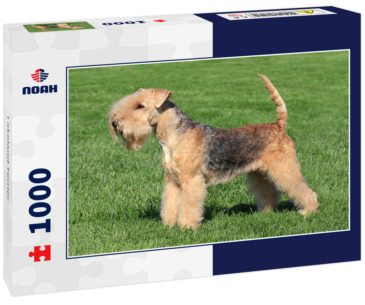 Lakeland Terrier