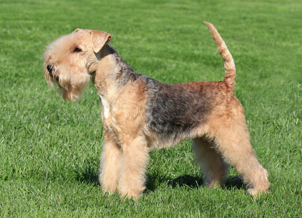 Lakeland Terrier
