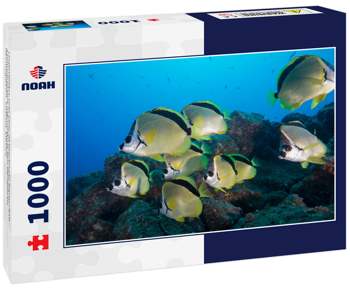 Underwater side view of blacknose barberfish (Johnrandallia nigrirostris) San Benedicto, Revillagigedo, Colima, Mexico