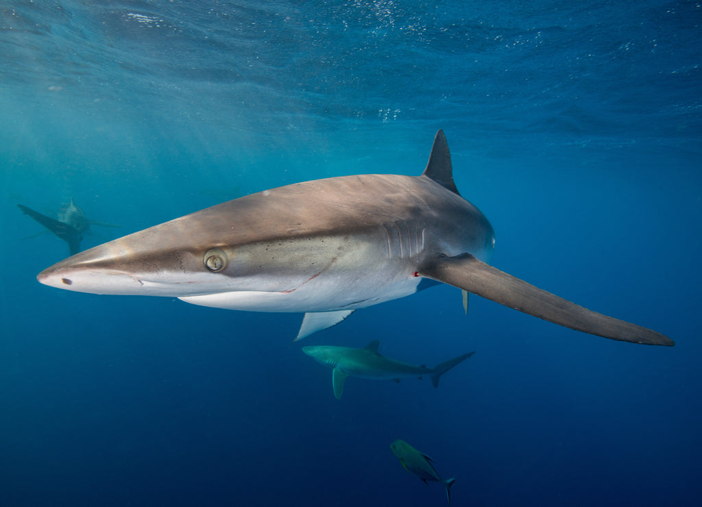 Underwater side view of silky shark (carcharhinus falciformis) San Benedicto, Revillagigedo, Colima, Mexico