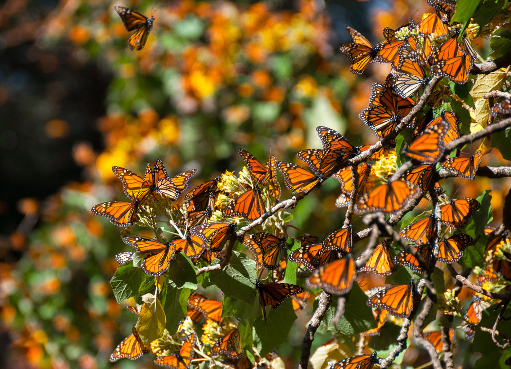 Monarch butterfly biosphere reserve, Michoacan (Mexico)