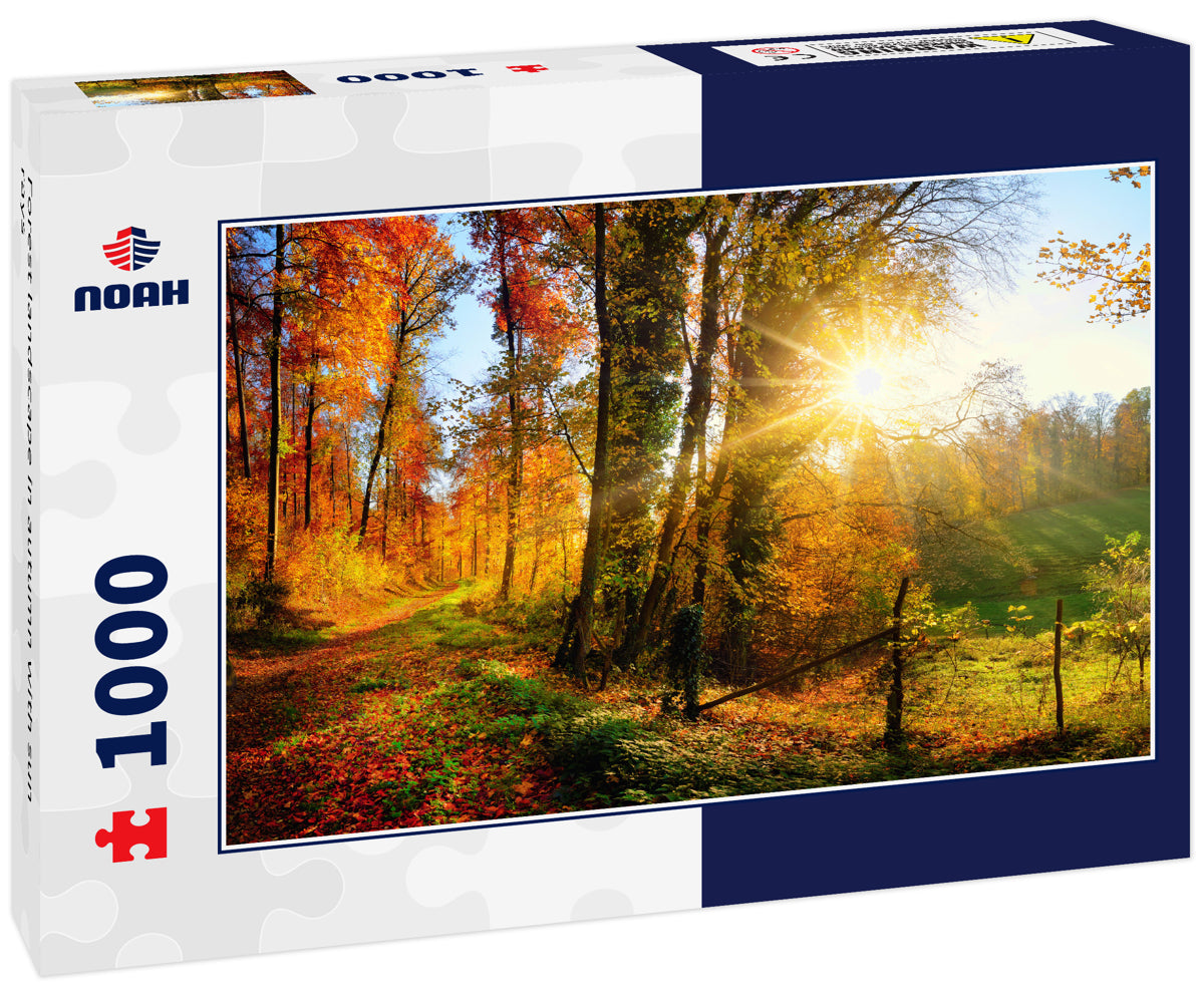 Forest landscape in autumn with sun rays