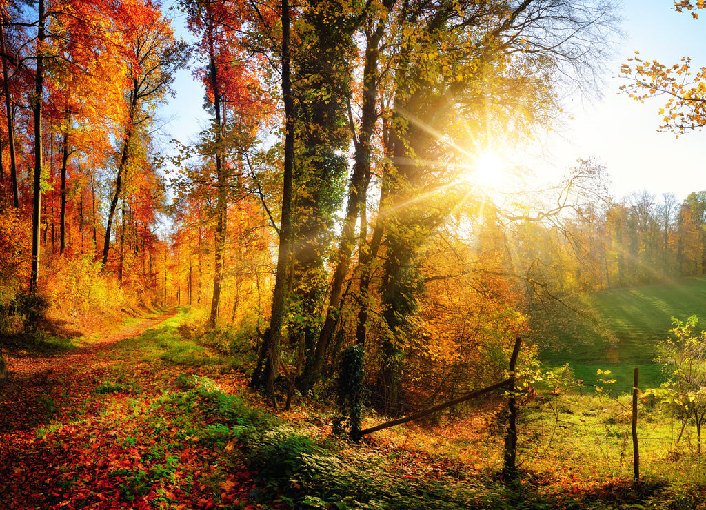 Forest landscape in autumn with sun rays
