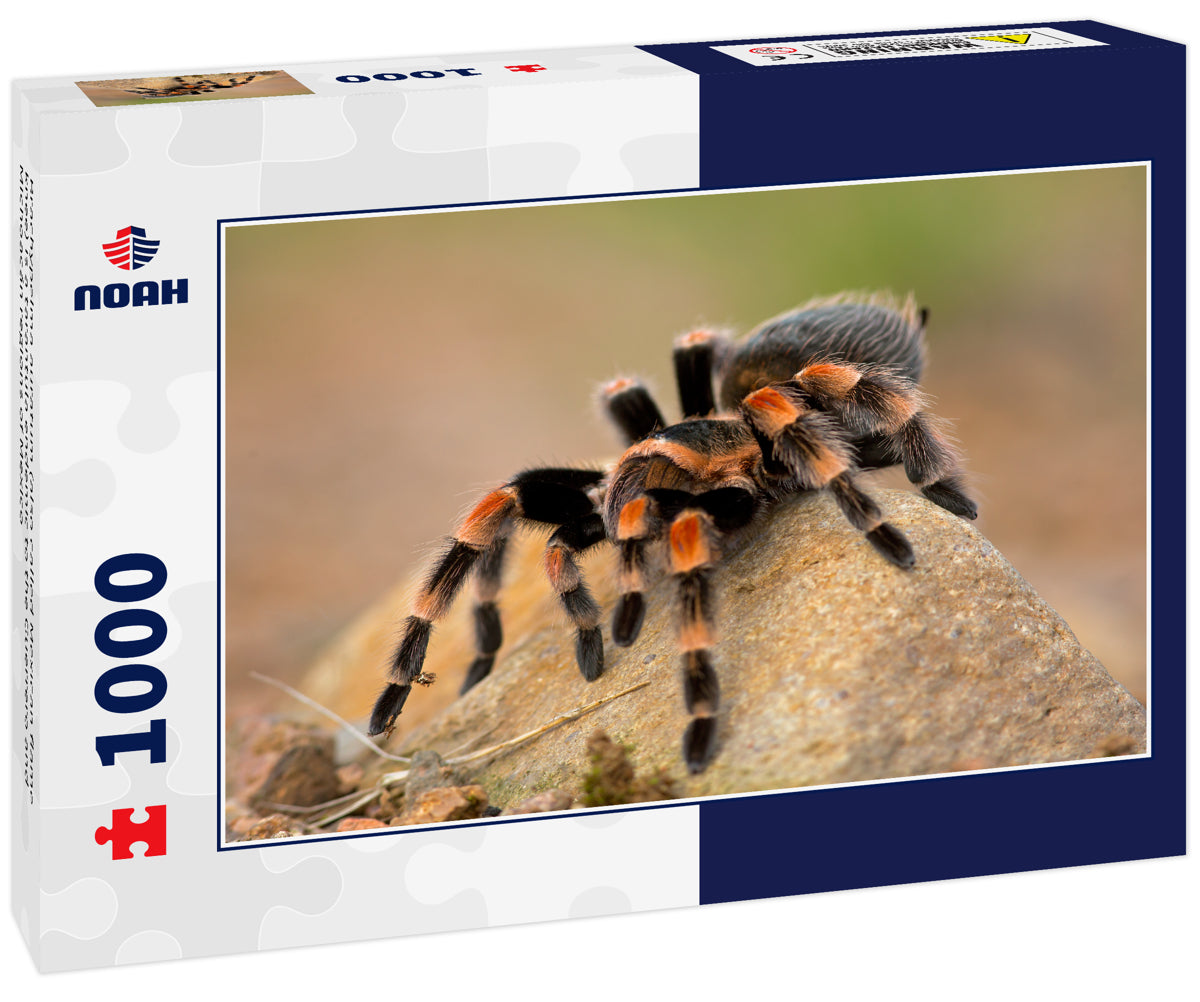 Brachypelma auratum (also called Mexican flame knee) is a tarantula endemic to the Guerrero and Michoacán regions of Mexico
