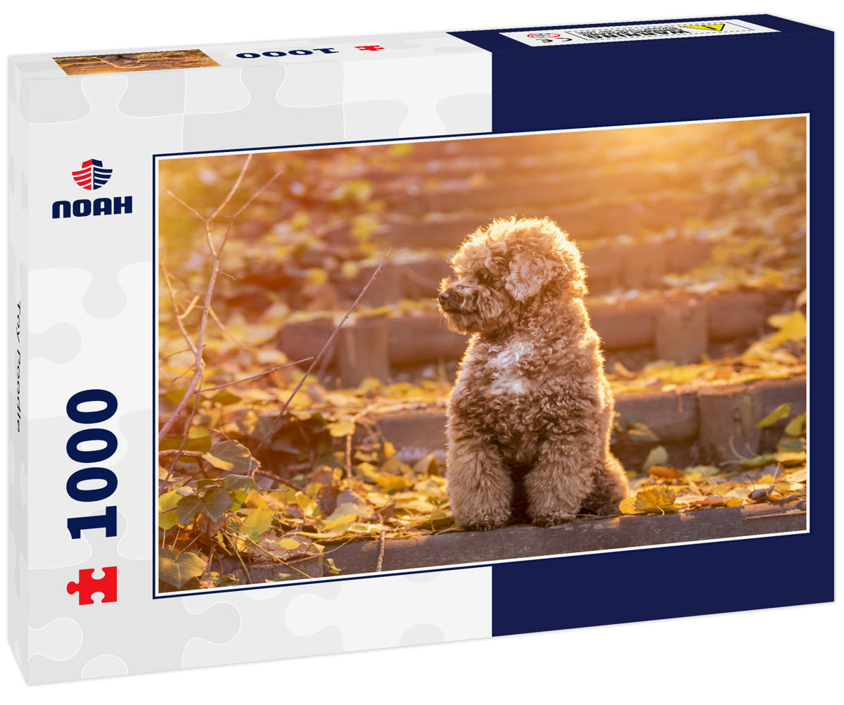 Toy Poodle