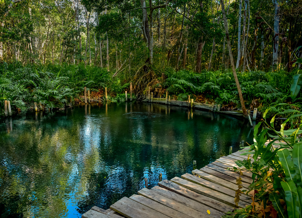 Mangrove forest at Ria Celestun lake, Mexico