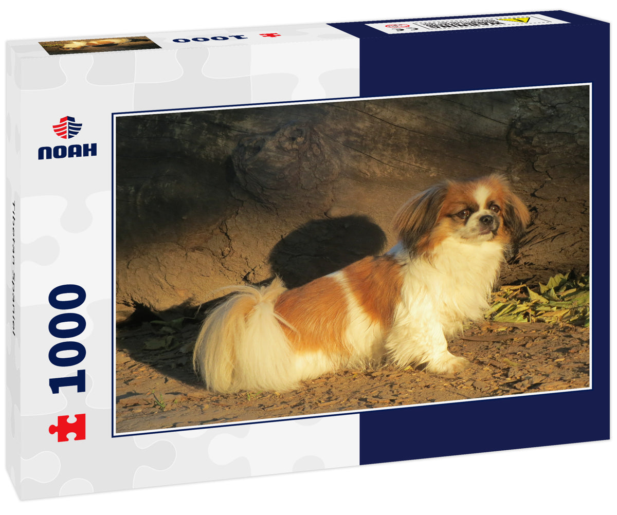 Tibetan Spaniel