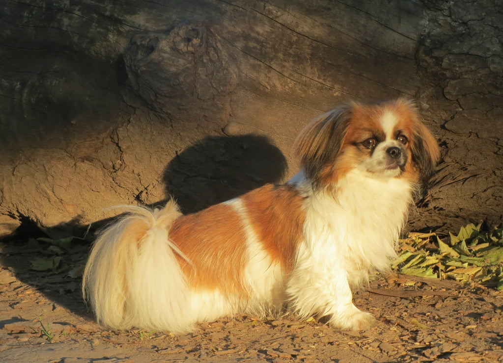 Tibetan Spaniel
