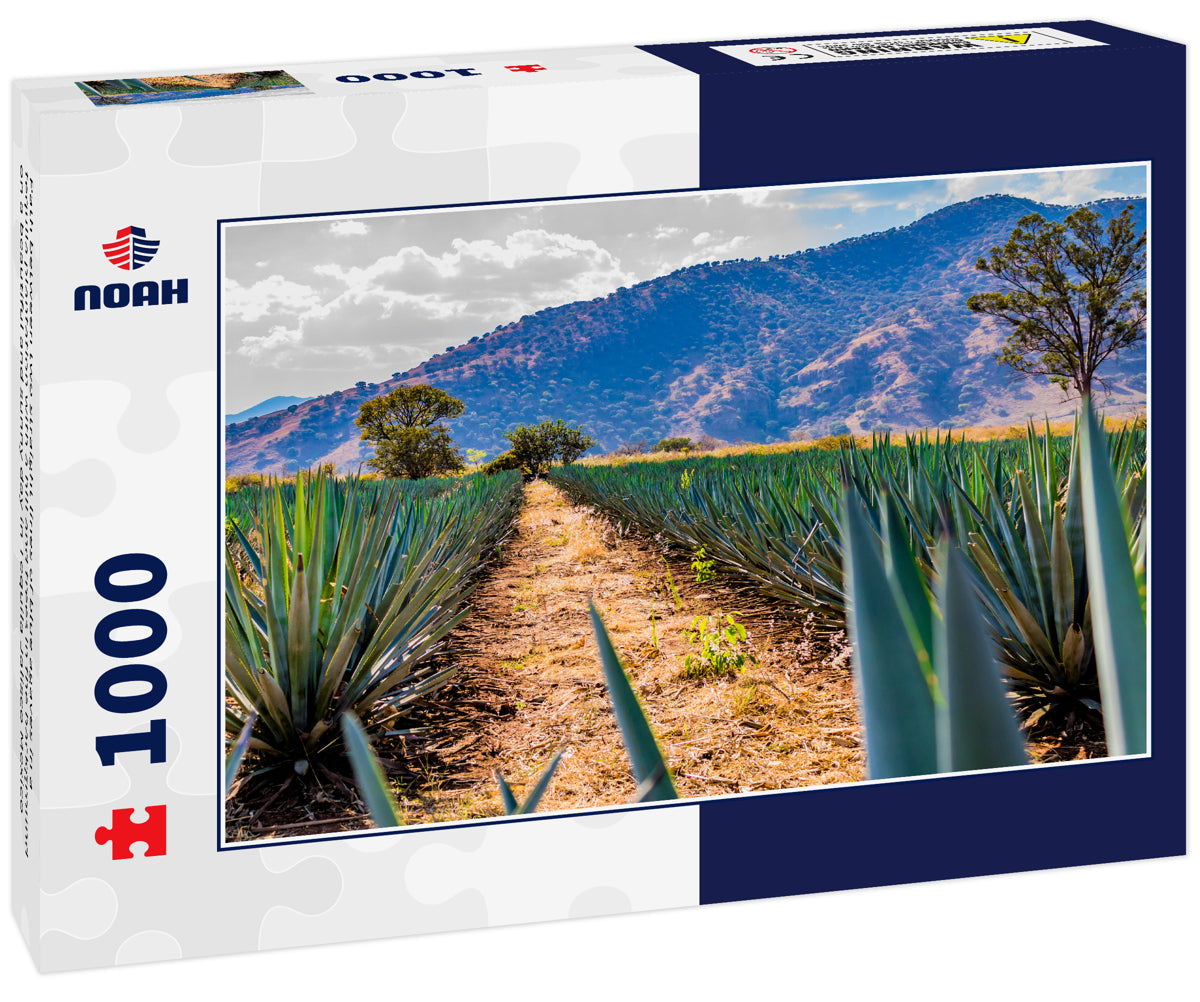 Path between two straight lines of blue agaves in a tequila plantation with a hill and trees in the background on a beautiful and sunny day in Tequila Jalisco Mexico