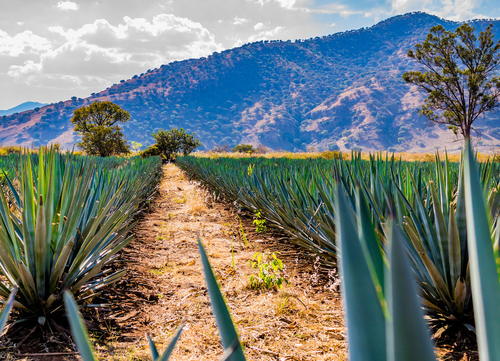 Path between two straight lines of blue agaves in a tequila plantation with a hill and trees in the background on a beautiful and sunny day in Tequila Jalisco Mexico