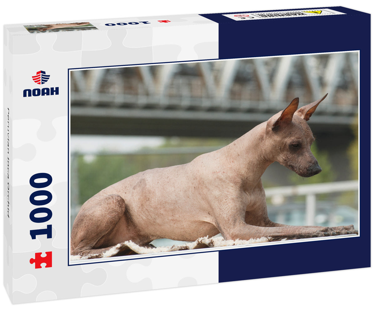 Peruvian Inca Orchid