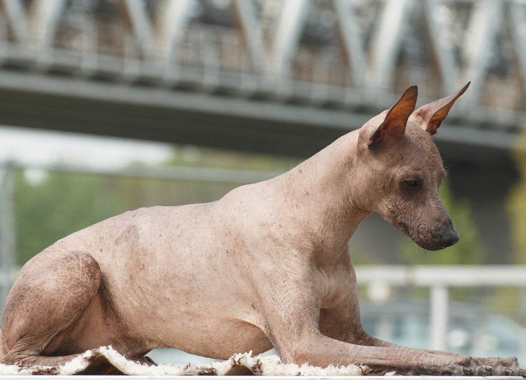 Peruvian Inca Orchid