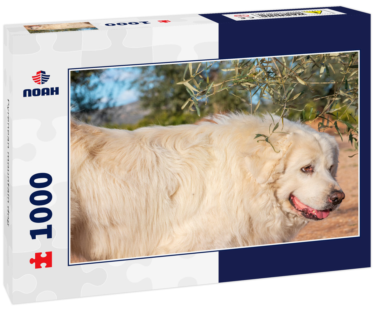 Pyrenean mountain dog