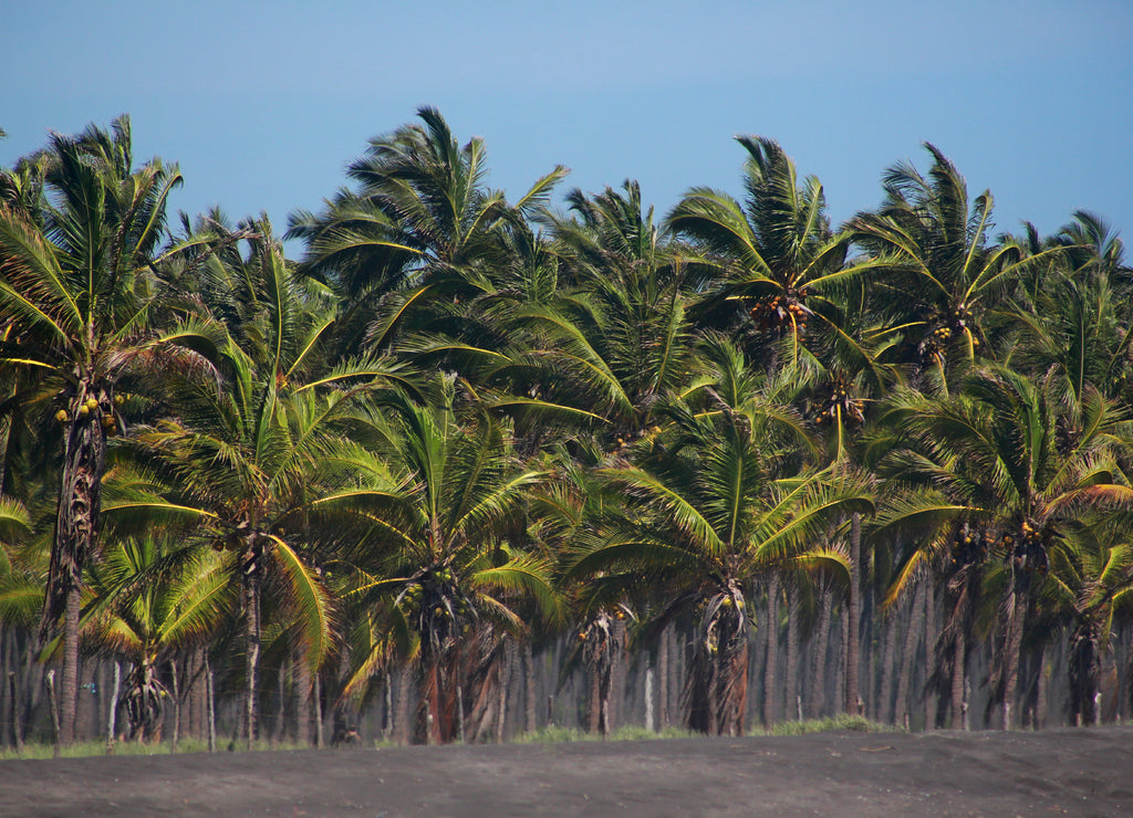 Coconut farm palms on the beach, Mexico