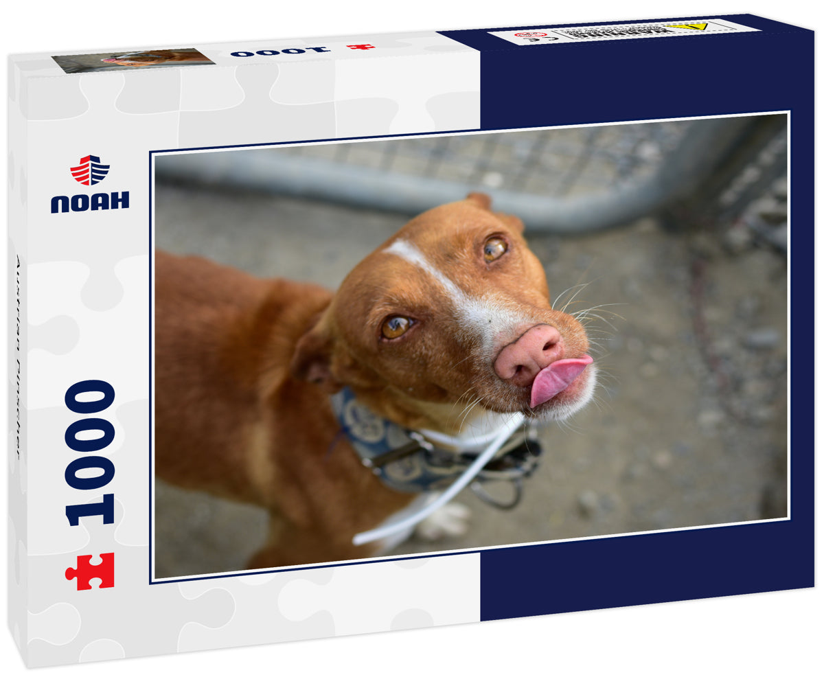 Austrian Pinscher