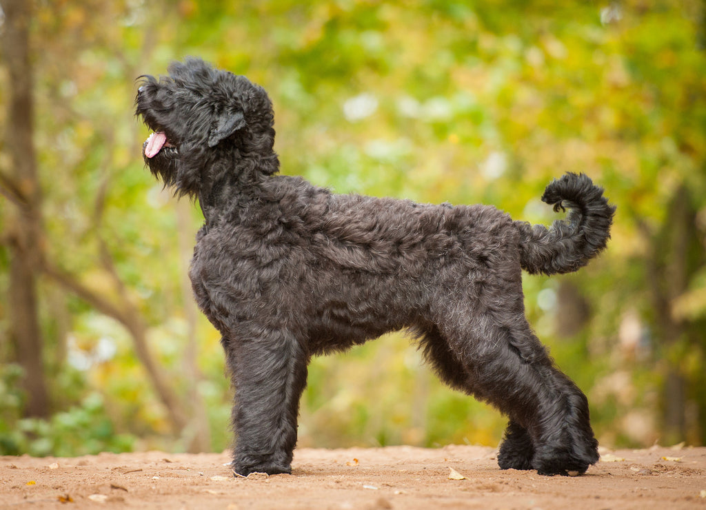 Russian Black Terrier