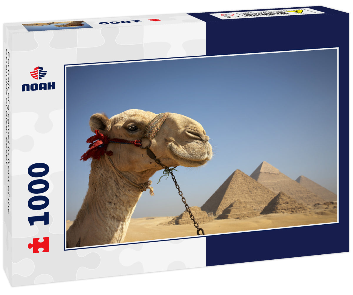 Portrait of a camel in front of the pyramids of Giza, Egypt