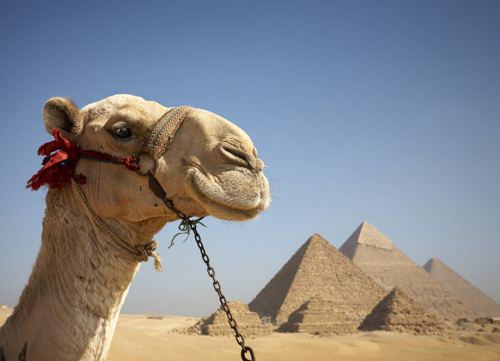 Portrait of a camel in front of the pyramids of Giza, Egypt