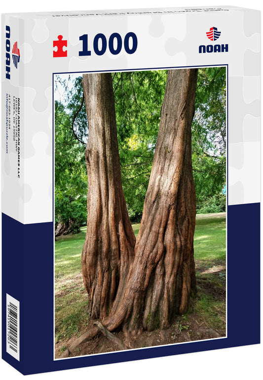 Gaint Trees in Stanley Park Vancouver Canada