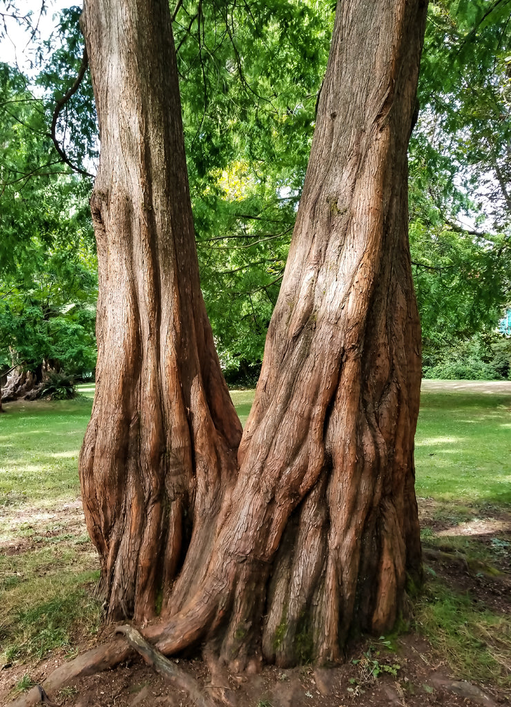 Gaint Trees in Stanley Park Vancouver Canada