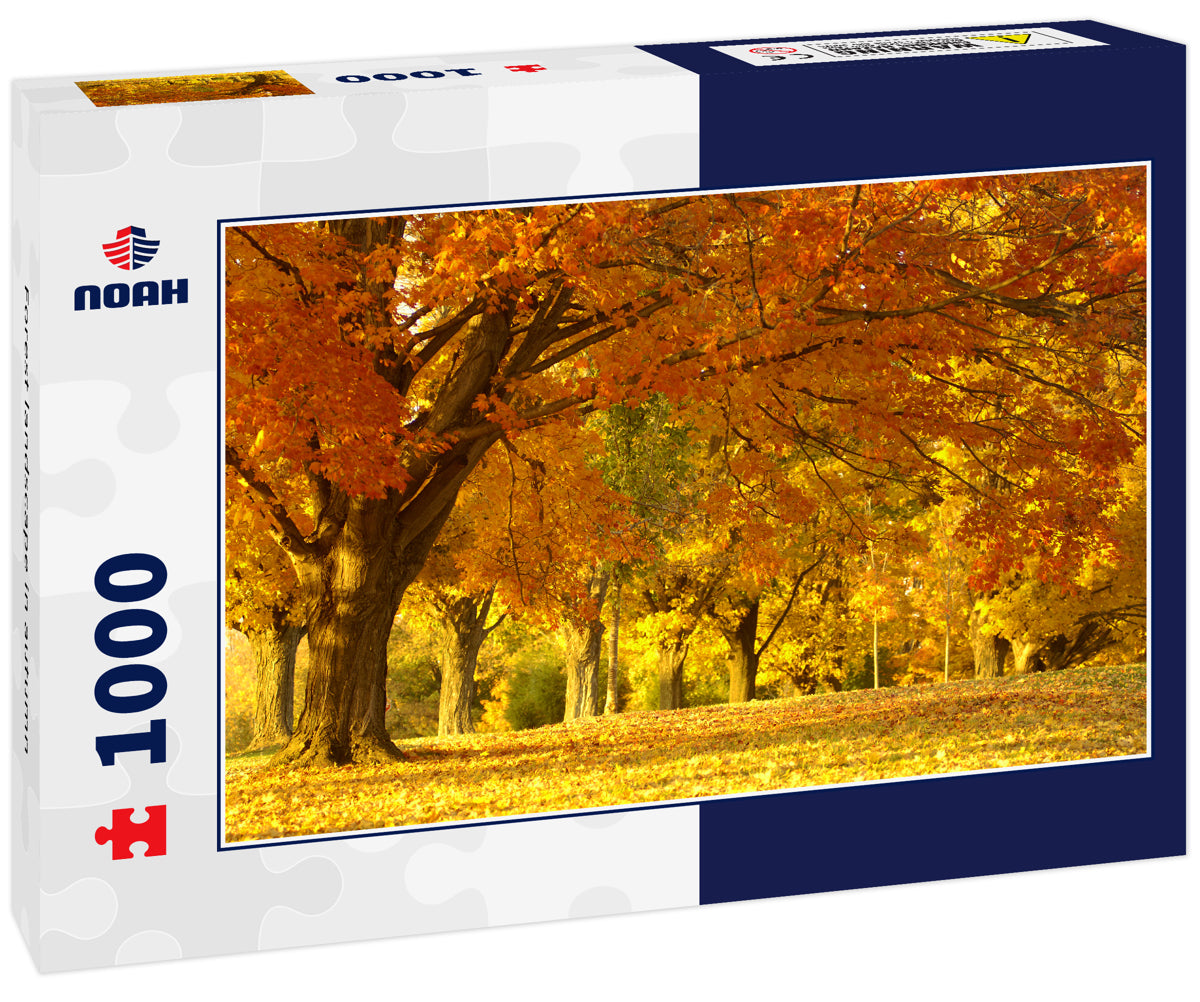 Forest landscape in autumn