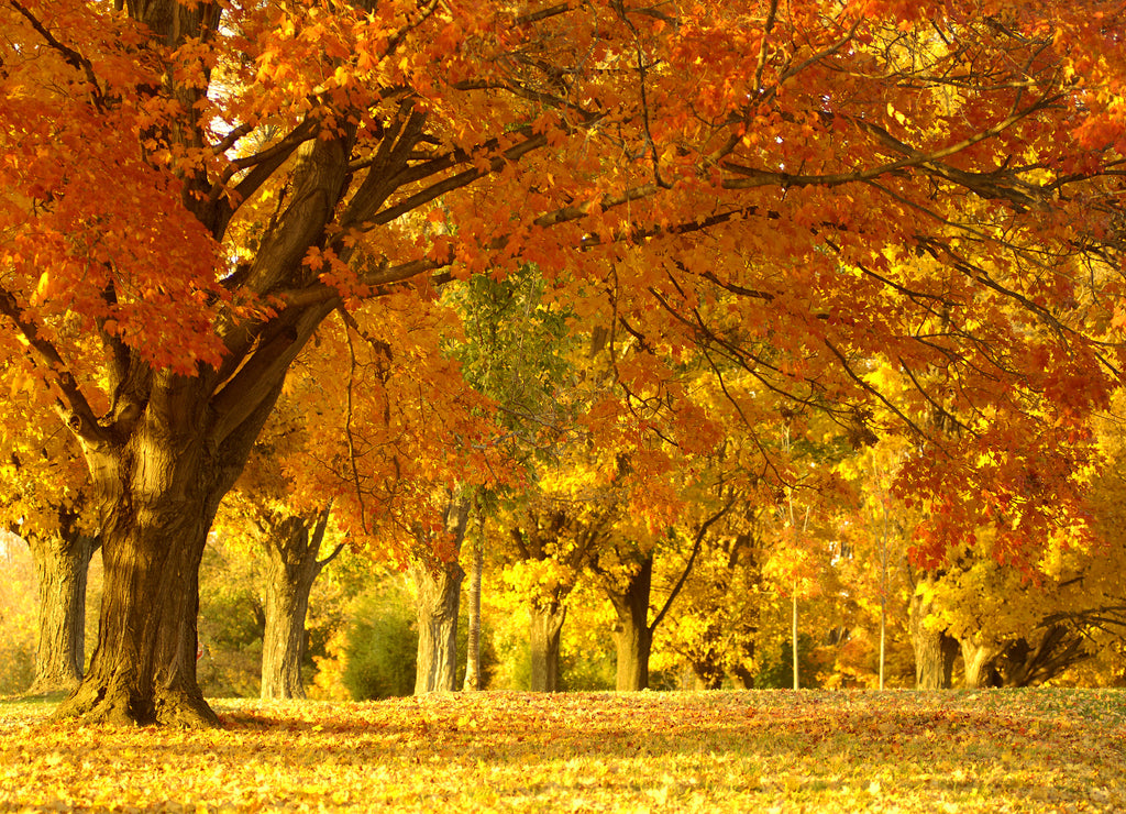 Forest landscape in autumn