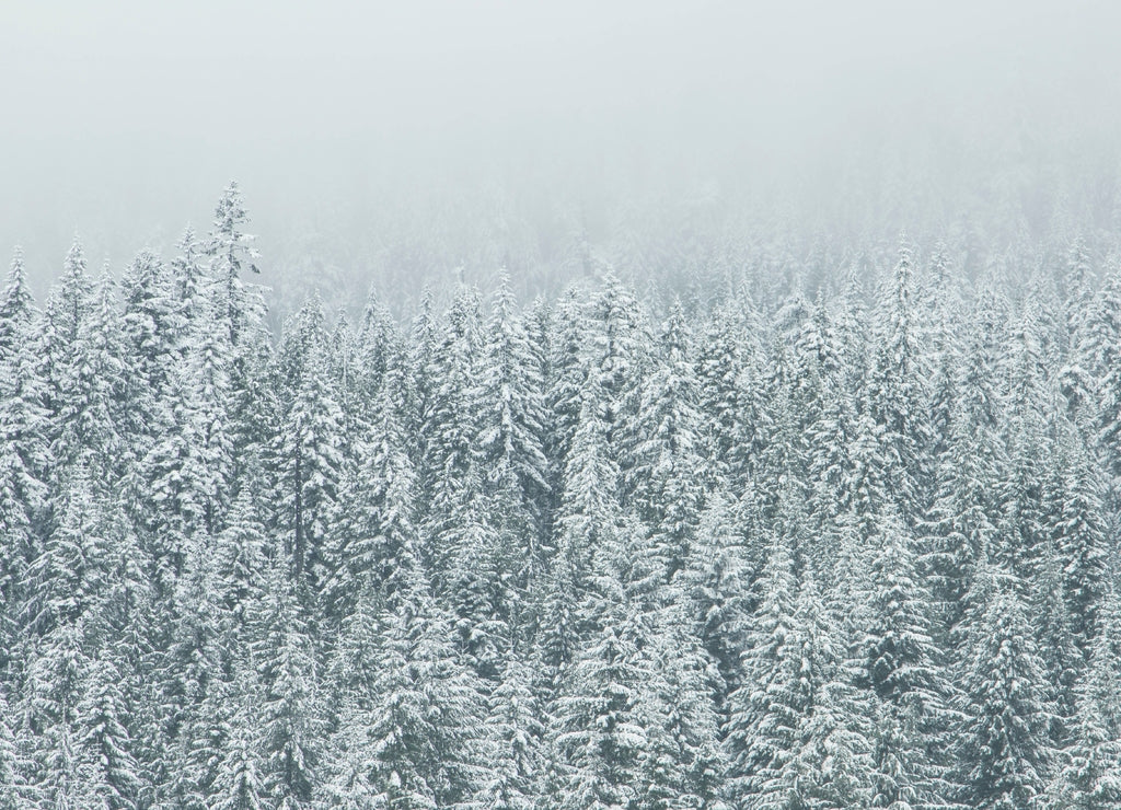 Winter landscape