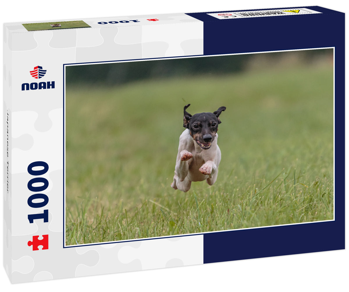 Japanese Terrier