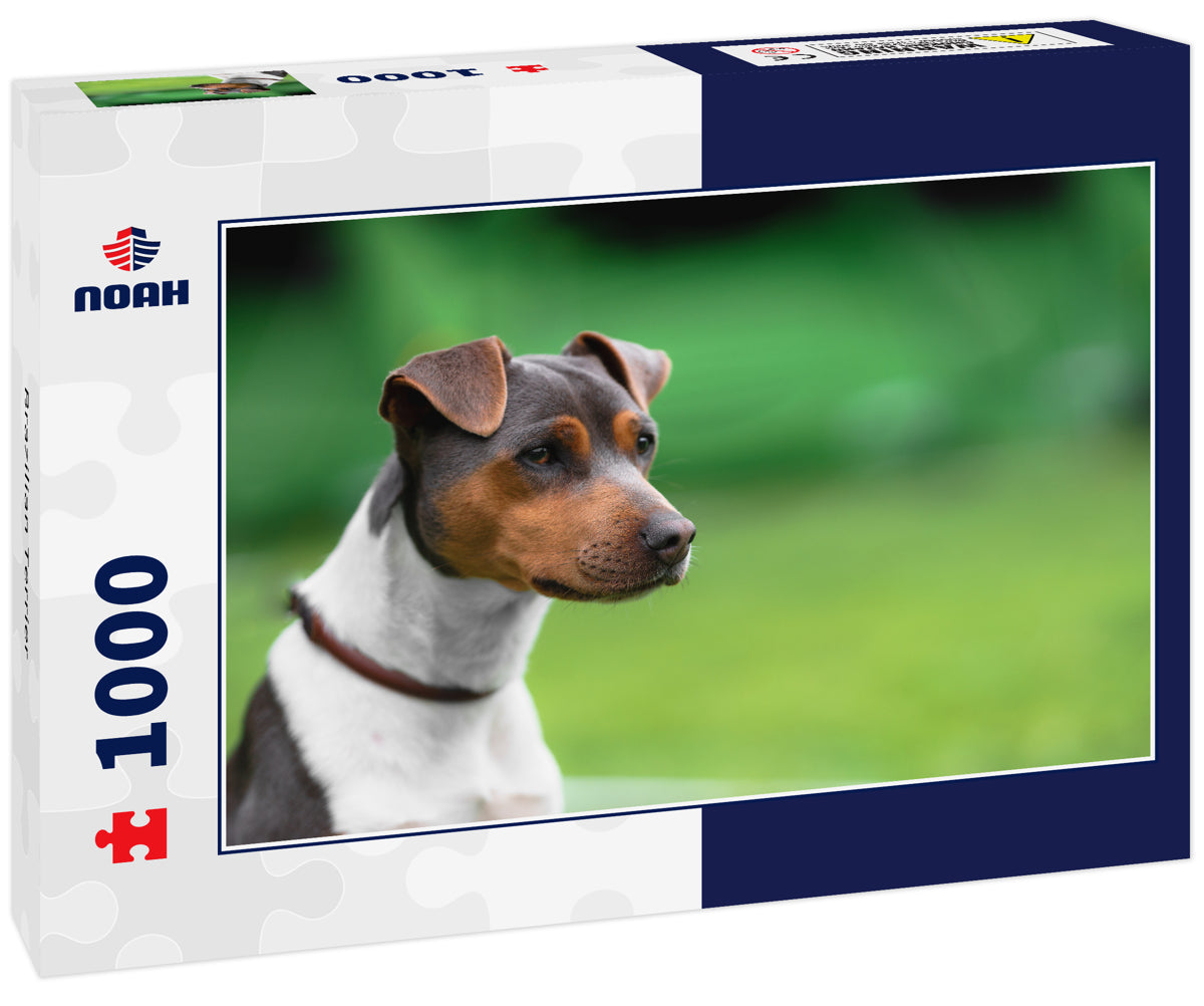 Brazilian Terrier